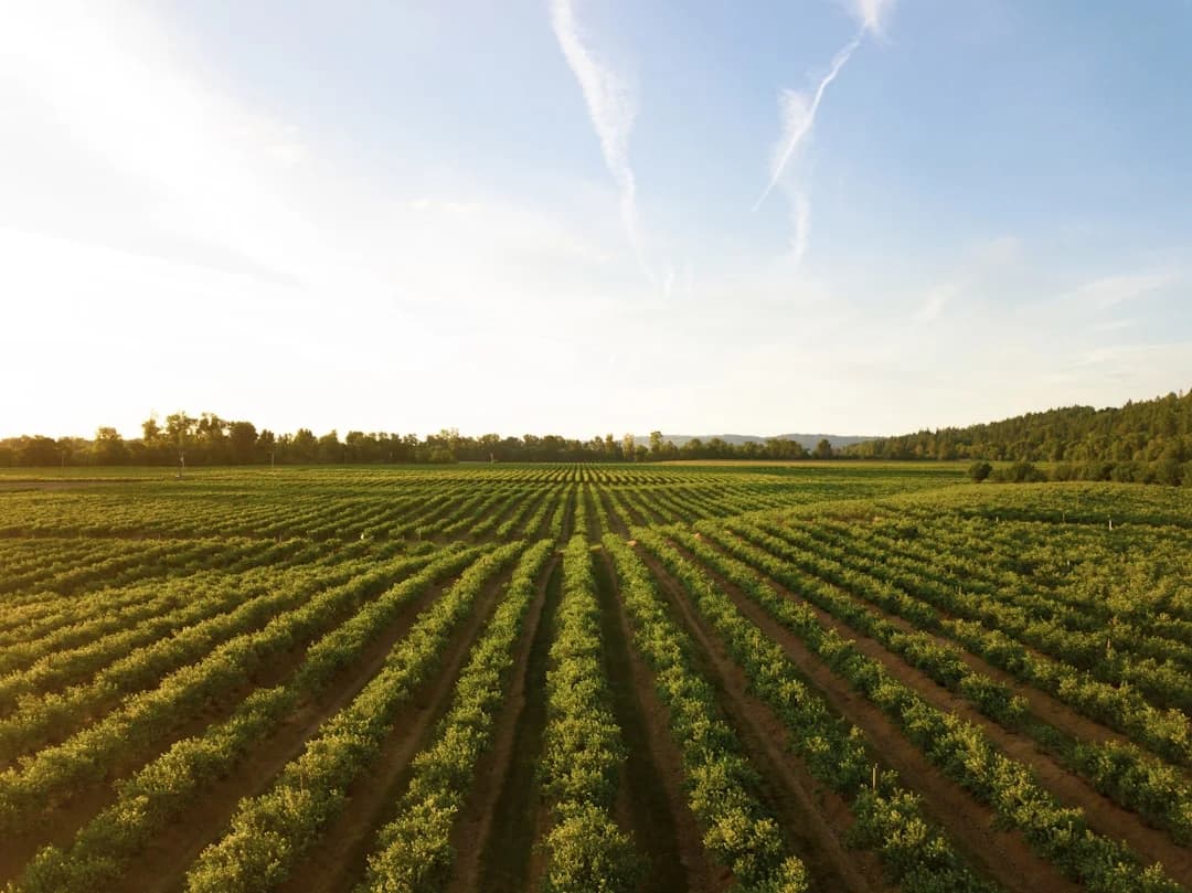 Blockchain Trazabilidad Agroalimentaria Hispana EE.UU. 2026