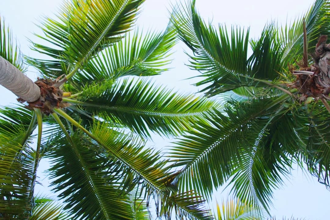 Turismo Hispano en Florida, California y Caribe 2026